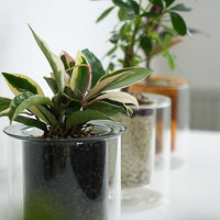 PINOガラスプランター