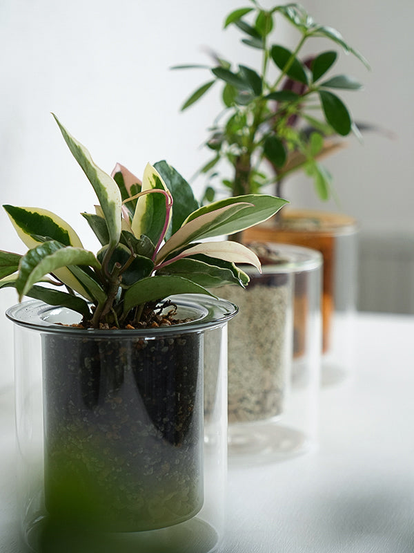 PINOガラスプランター