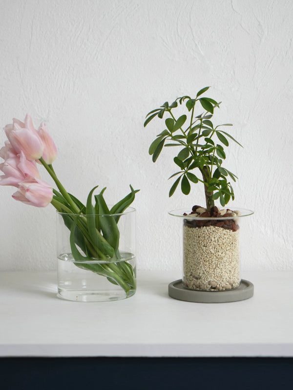 PINOガラスプランター