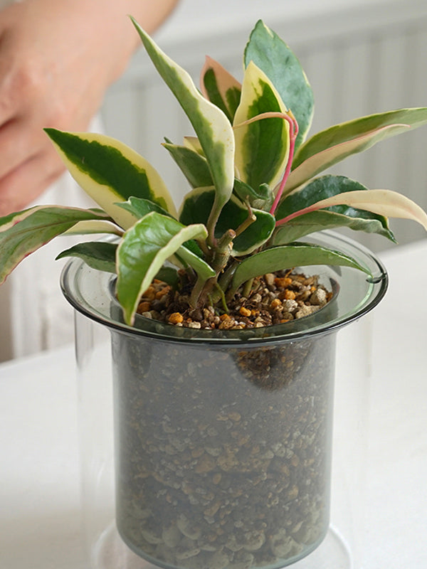 PINOガラスプランター