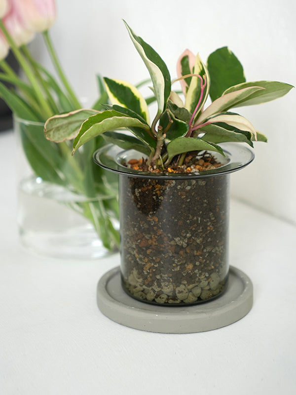 PINOガラスプランター