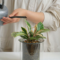 PINOガラスプランター