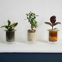 PINOガラスプランター