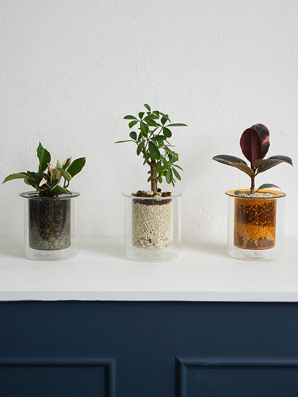 PINOガラスプランター