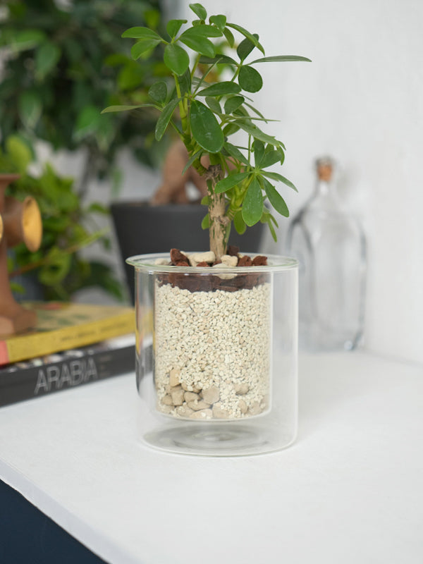 PINOガラスプランター