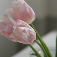 PINOガラスプランター