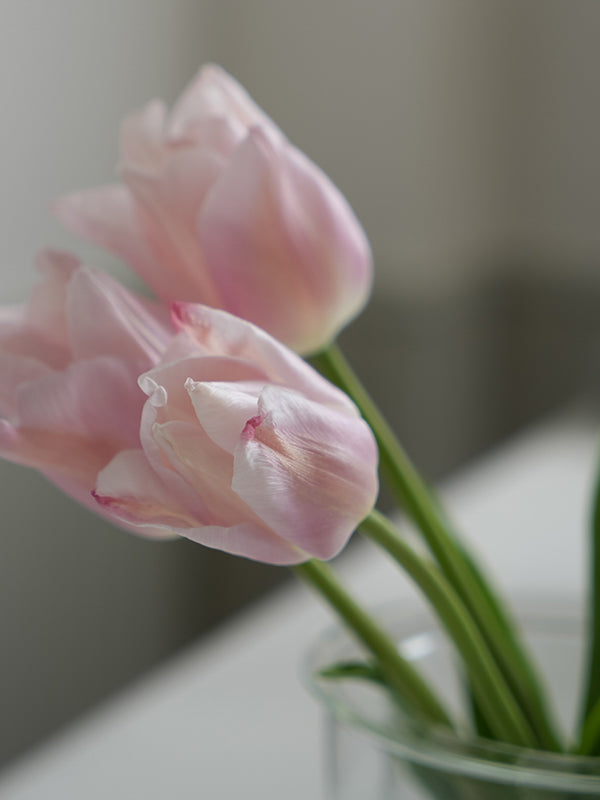 PINOガラスプランター