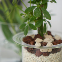 PINOガラスプランター