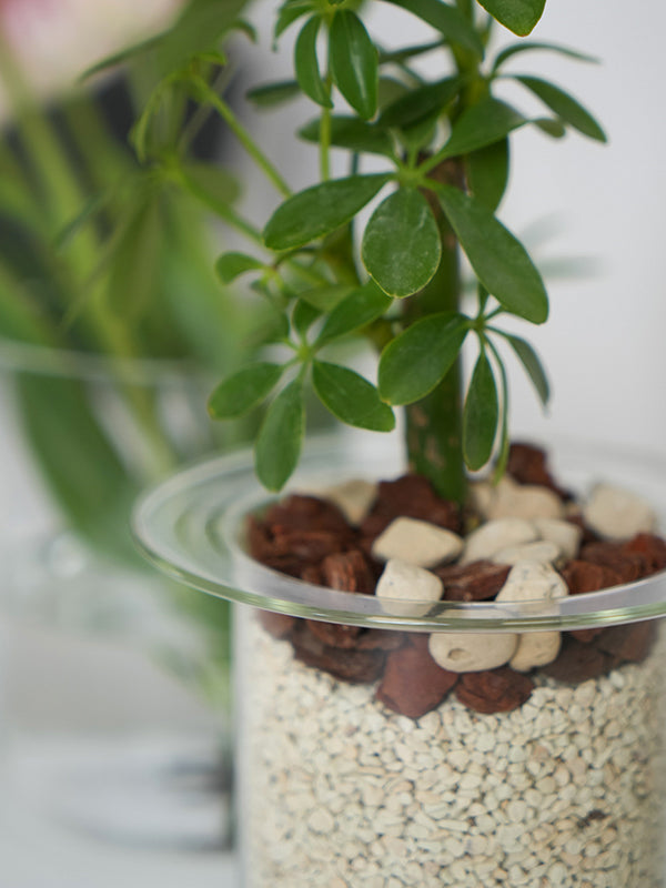 PINOガラスプランター