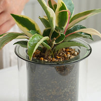 PINOガラスプランター