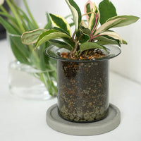 PINOガラスプランター