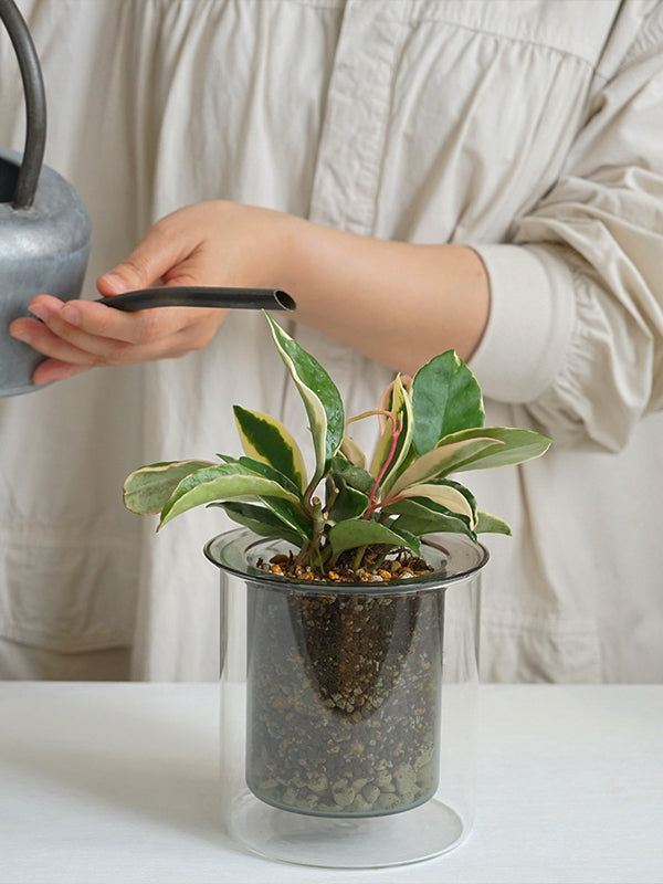 PINOガラスプランター