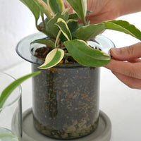 PINOガラスプランター