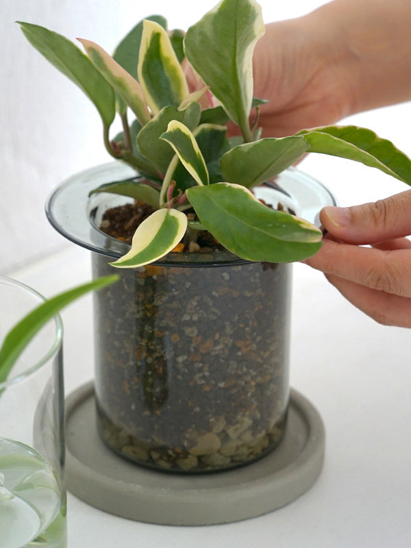 PINOガラスプランター